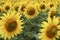 Field of Sunflowers half way through lifecycle
