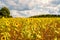 Field of sunflowers Helianthus annuus in the Lueneburg