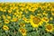 Field of sunflowers, high horizon and the background out of focus