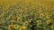 Field of sunflowers. A large field is dotted with sunflowers. A field with sunflowers.