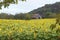 A field of sunflowers lead to an old tobacco barn.