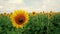 A field of sunflowers. A light breeze. One beautiful flower In the foreground, in the focus. Flower head of the