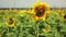 A field of sunflowers. A light breeze. One beautiful flower In the foreground, in the focus. Flower head of the