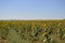 Field Of Sunflowers Looking To The Sun Back Shot. Nature, Plants, Food Ingredients, Landscapes.