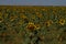 Field Of Sunflowers Looking To The Sun. Nature, Plants, Food Ingredients, Landscapes.