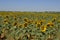 Field Of Sunflowers Looking To The Sun Side Shot. Nature, Plants, Food Ingredients, Landscapes.