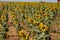 Field Of Sunflowers Looking To The Sun Side Shot. Nature, Plants, Food Ingredients, Landscapes.