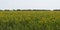 Field of the sunflowers looking towards the sun