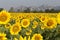 Field of sunflowers with mountains