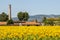 Field of sunflowers near Foligno (Umbria)
