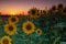 Field of sunflowers near Maastricht in Lanaken, giving the Provence feeling in France