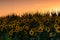 Field of sunflowers near Maastricht in Lanaken, giving the Provence feeling in France