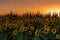 Field of sunflowers near Maastricht in Lanaken, giving the Provence feeling in France