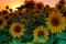 Field of sunflowers near Maastricht in Lanaken, giving the Provence feeling in France