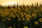 Field of sunflowers near Maastricht in Lanaken, giving the Provence feeling in France