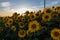 Field of sunflowers near Maastricht in Lanaken, giving the Provence feeling in France