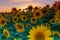 Field of sunflowers near Maastricht in Lanaken, giving the Provence feeling in France