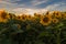 Field of sunflowers near Maastricht in Lanaken, giving the Provence feeling in France