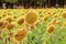 Field of sunflowers near SebÃºlcor in Spain