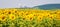 Field of sunflowers and nuclear power plant