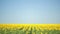 A field of sunflowers. One beautiful flower In the foreground, in the focus