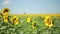 A field of sunflowers. One beautiful flower In the foreground, in the focus