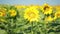 A field of sunflowers. One beautiful flower In the foreground, in the focus