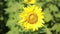 A field of sunflowers. One beautiful flower In the foreground, in the focus