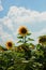 Field of sunflowers with one outstanding sunflower