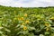 Field of sunflowers Pam Nelson`s farm Valley Nebraska