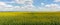 Field of sunflowers panorama landscape. Bright blooming sunflowers meadow against blue sky with clouds. Sunny summer landscape.