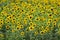 Field of sunflowers perfect for backgrounds and wallpapers