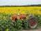 Field of sunflowers and plow. Agricultural machine in sunflower field