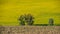 Field of sunflowers and plowed land.