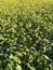 A field of sunflowers shining in the sun