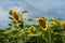 Field of sunflowers and the sky before the storm