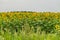 Field of sunflowers, source of vegetable oil with amazing healing properties. Organic sunflower on the farm field