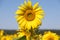 Field of sunflowers, in the south