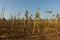 Field of sunflowers stalks after harvesting