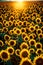 A field of sunflowers stretching as far as the eye can see, their golden heads turning towards the brilliant midday sun