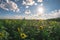 Field of sunflowers on a summer day, a fisheye landscape.