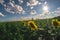 Field of sunflowers on a summer day, a fisheye landscape.