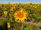 A field of sunflowers. Summer. Harvest. Environmentally friendly product. Beautiful summer photo
