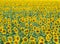 Field of sunflowers at summer, rural landscape. Medium shot. Thousands of yellow sunflowers with green leaves blooming