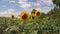 A field of sunflowers. Sunflowers swaying in the wind against a blue sky with white clouds.