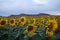 Field of sunflowers on a sunny day, sunflower harvest