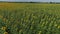 field of sunflowers on sunny day taken from a drone. Smooth rows of sunflowers.