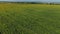 Field of sunflowers on sunny day taken from a drone. Smooth rows of sunflowers.