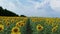 Field of sunflowers on sunny day taken from a drone. Smooth rows of sunflowers.