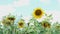 field of sunflowers in sunny hot weather.